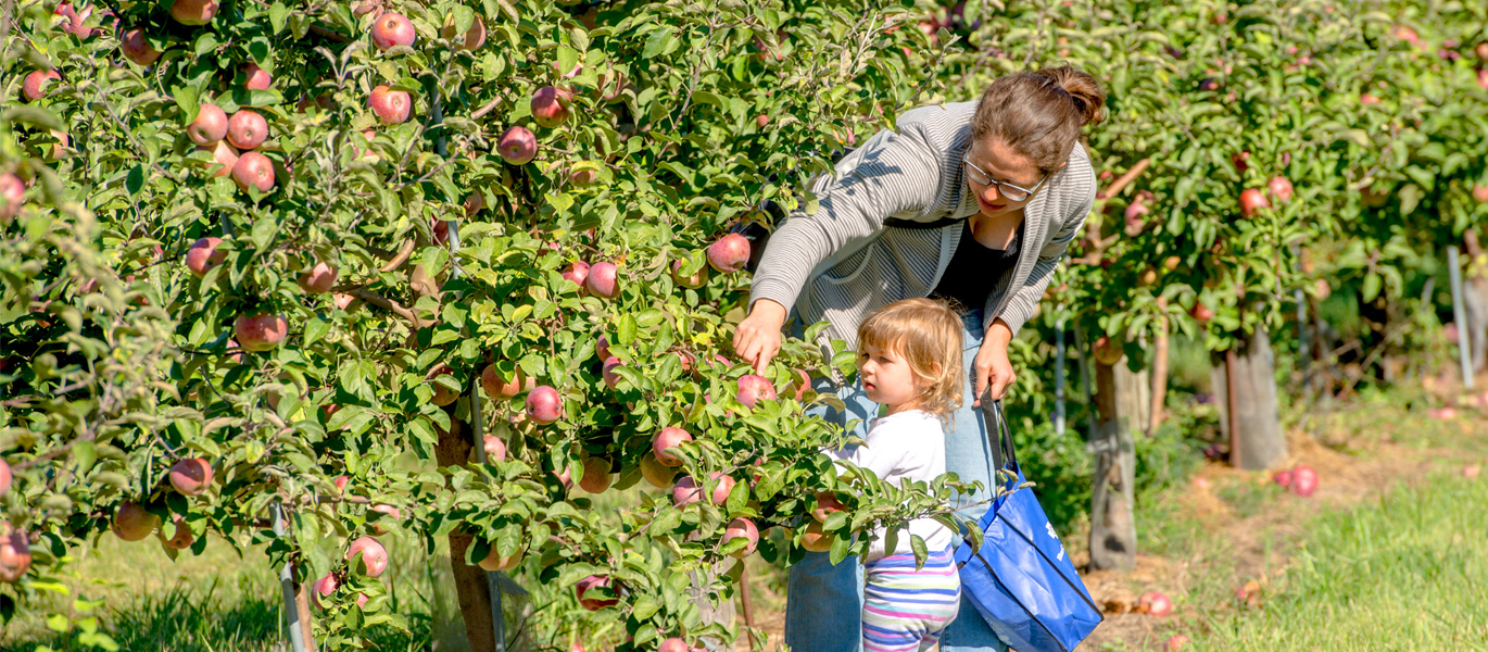 Adult and child picking apples at Blue Cross VT Apple Days Event