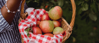 basket of apples