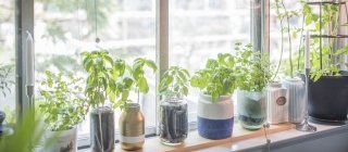 Indoor Herb Plant Garden in Flower Pots