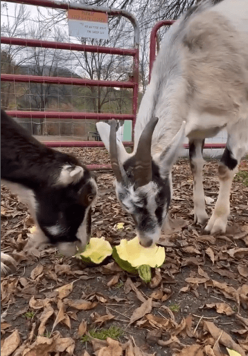 goats eating pumpkins